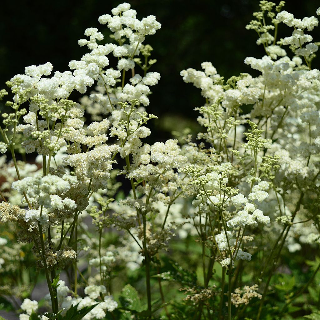 Filipendula ulmaria Plena