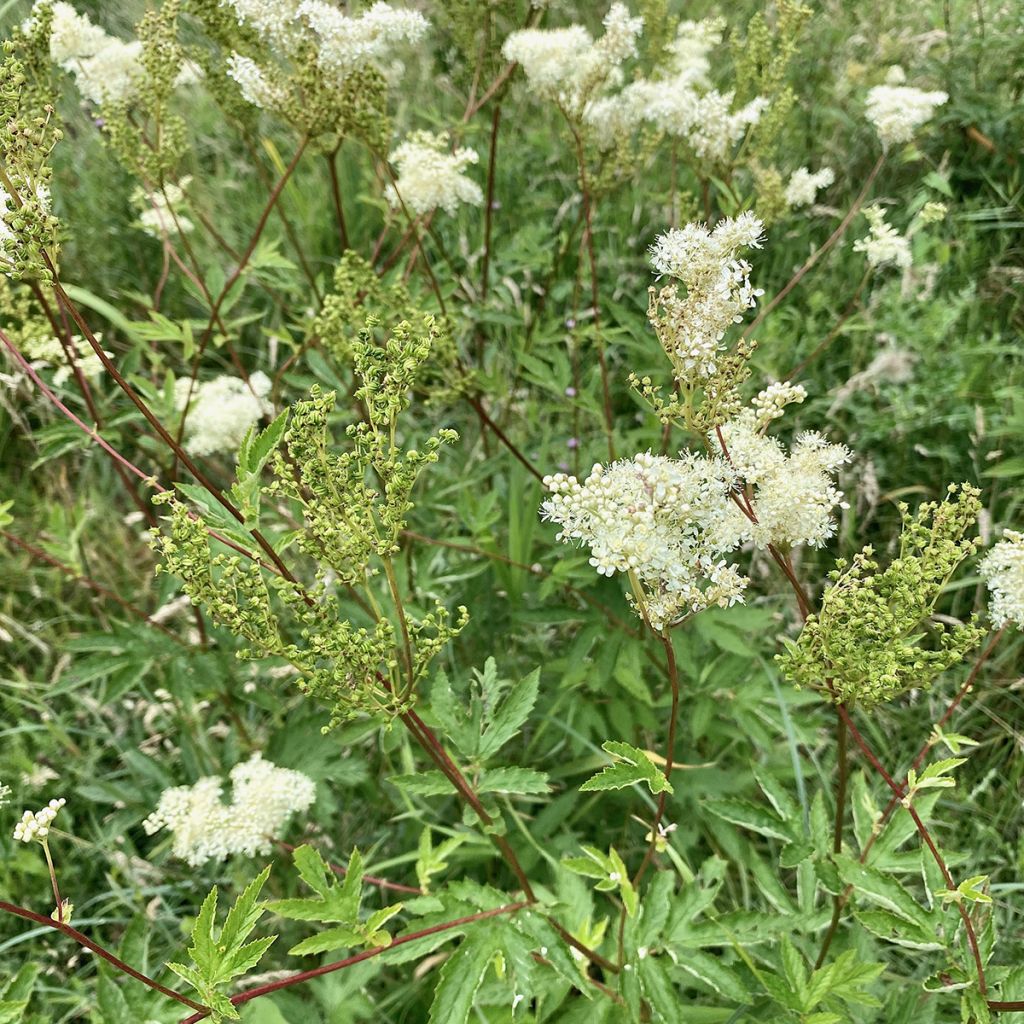 Filipendula ulmaria - Olmaria comune