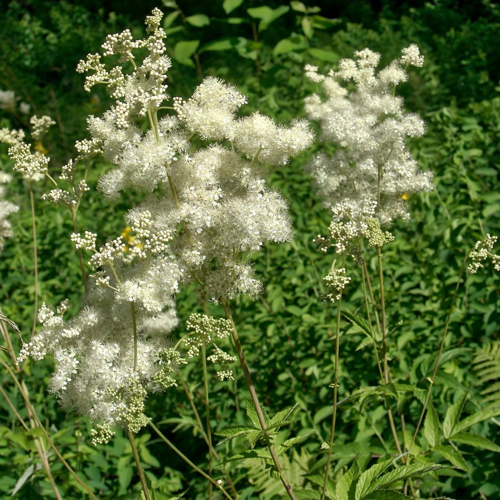 Filipendula ulmaria - Olmaria comune