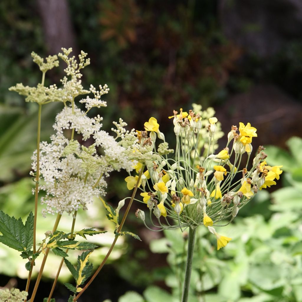 Filipendula ulmaria - Olmaria comune