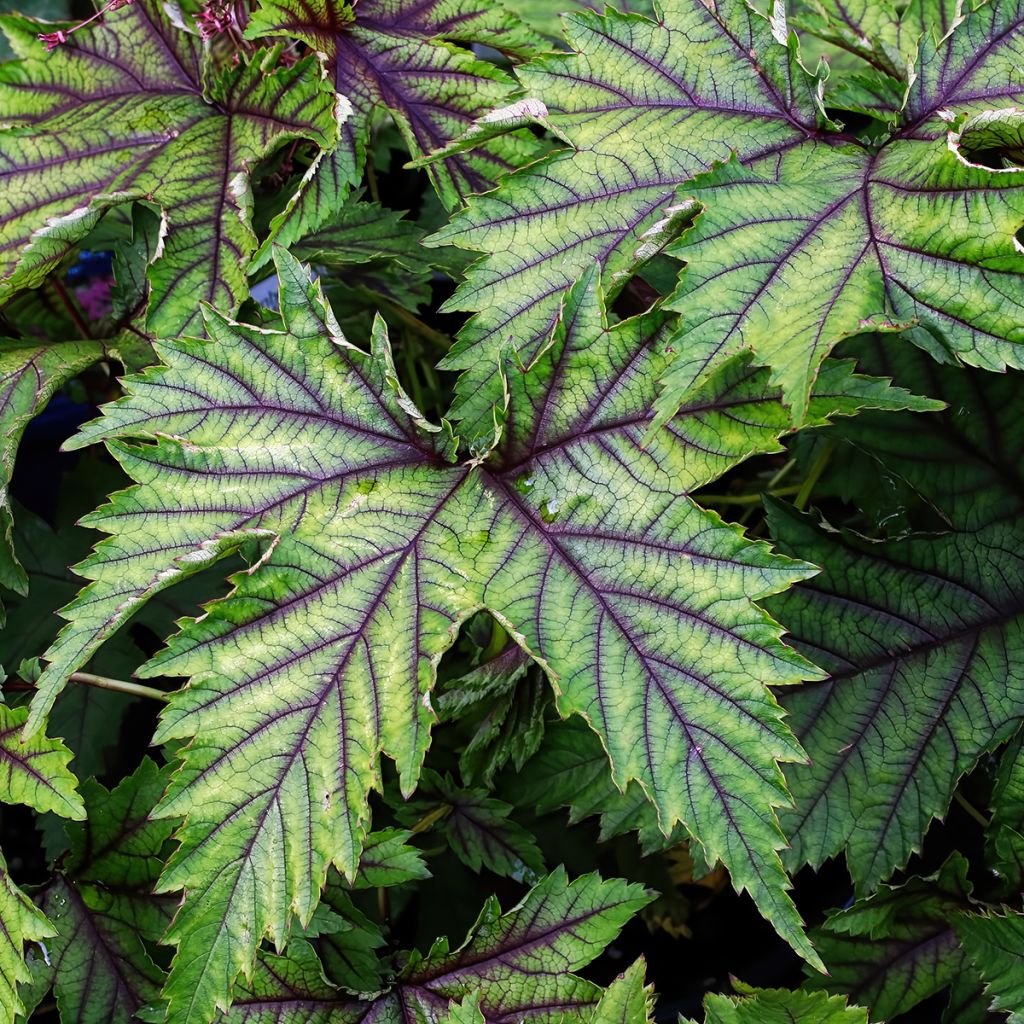 Filipendula Red Umbrellas - Olmaria