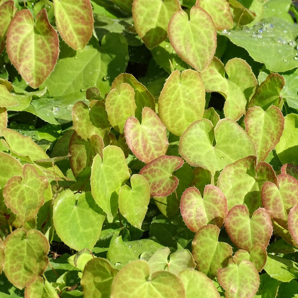 Fleur des Elfes - Epimedium pinnatum ssp colchicum