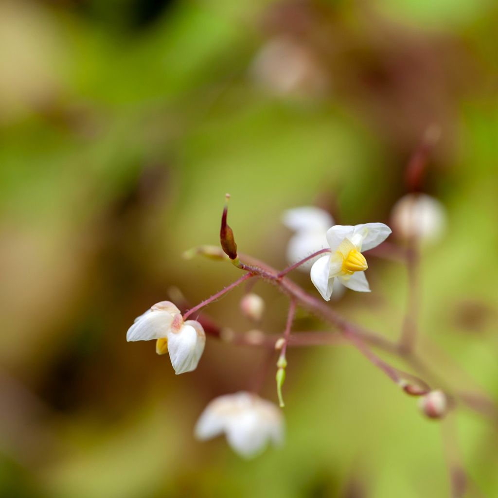 Epimedium pubigerum