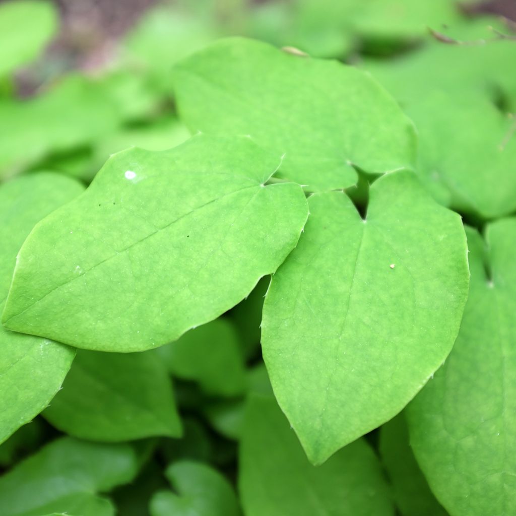 Epimedium pubigerum