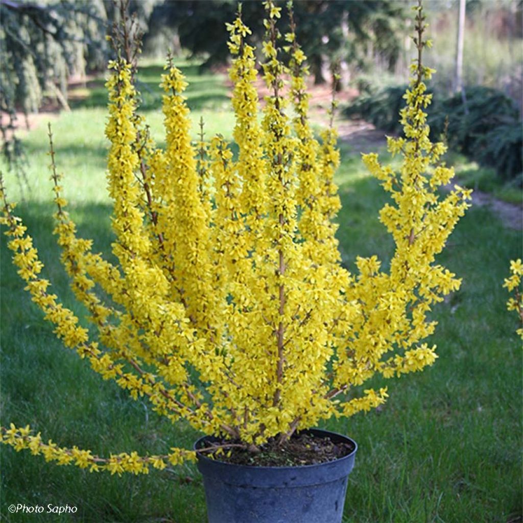 Forsythia Mikador® - Mimosa de Paris