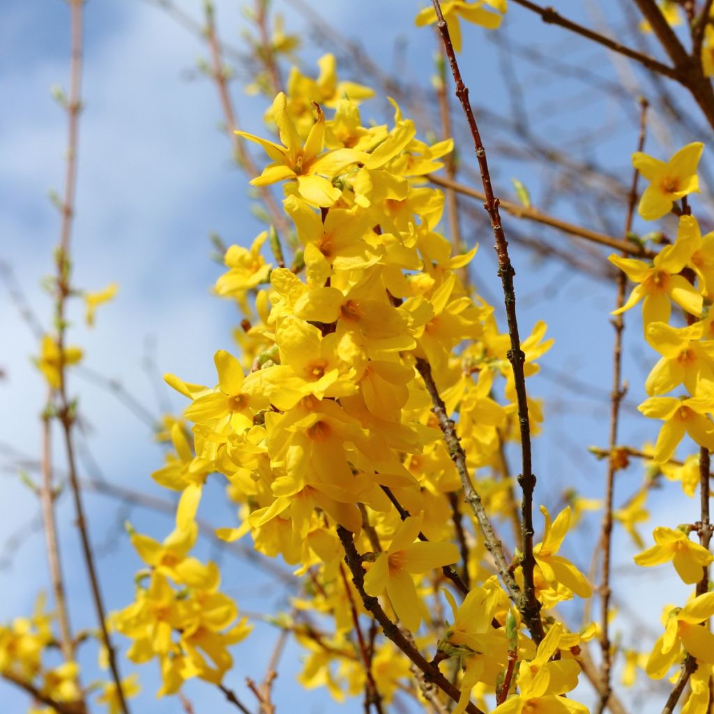 Forsythia intermedia - Forsizia