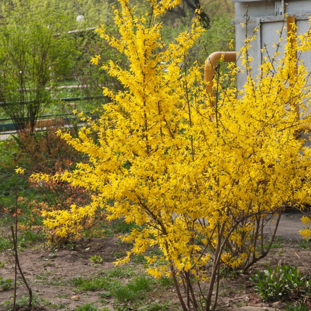 Forsythia intermedia - Forsizia