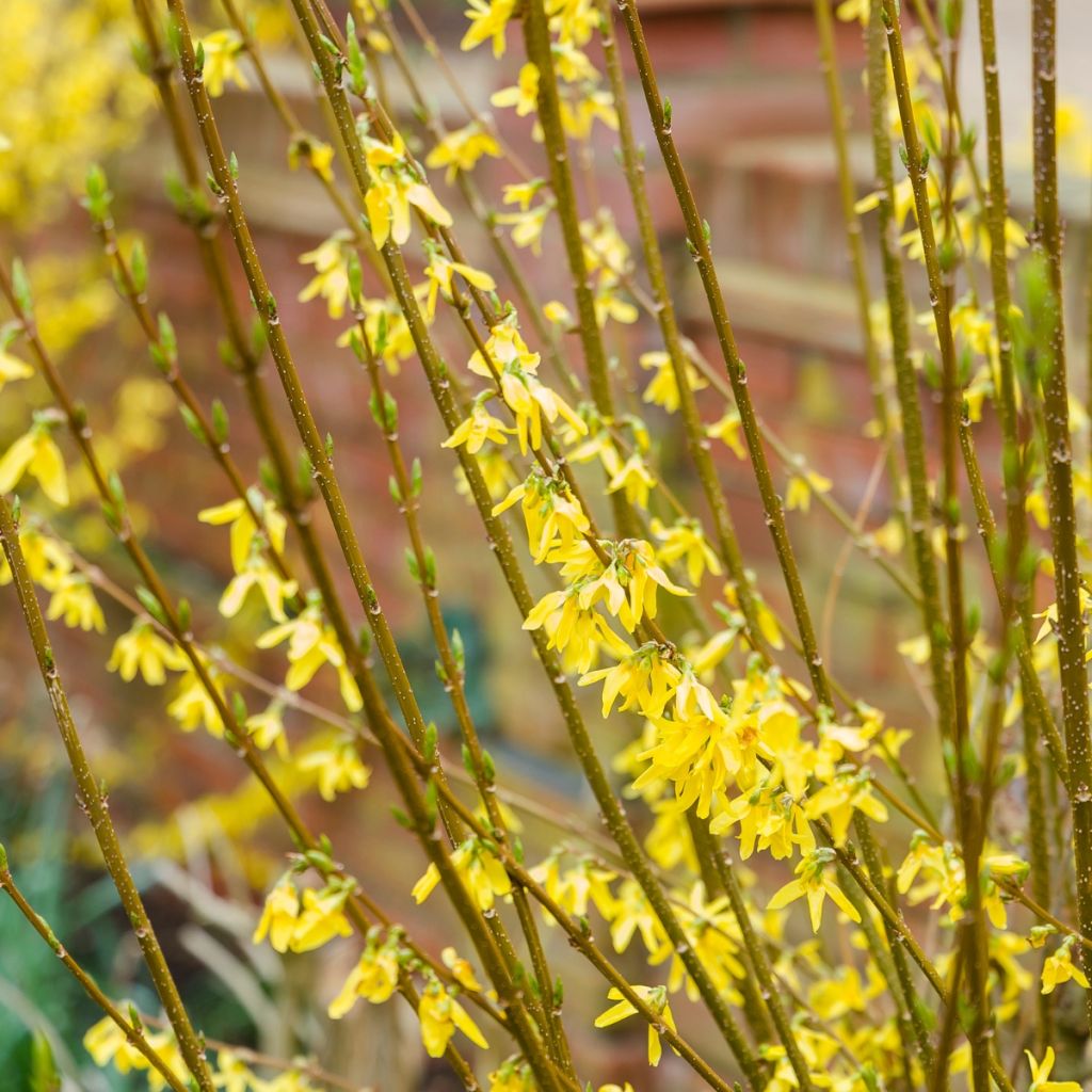 Forsythia intermedia - Forsizia