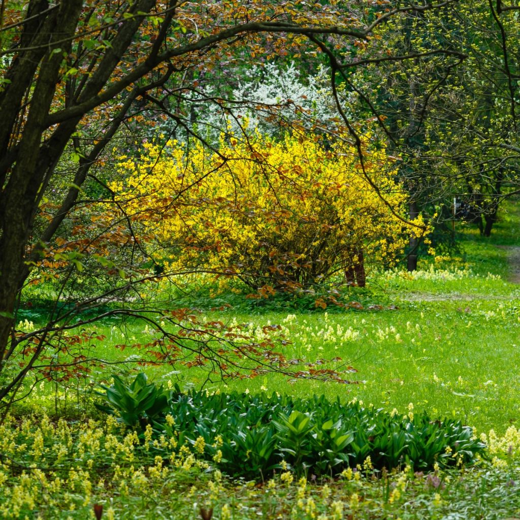 Forsythia intermedia - Forsizia