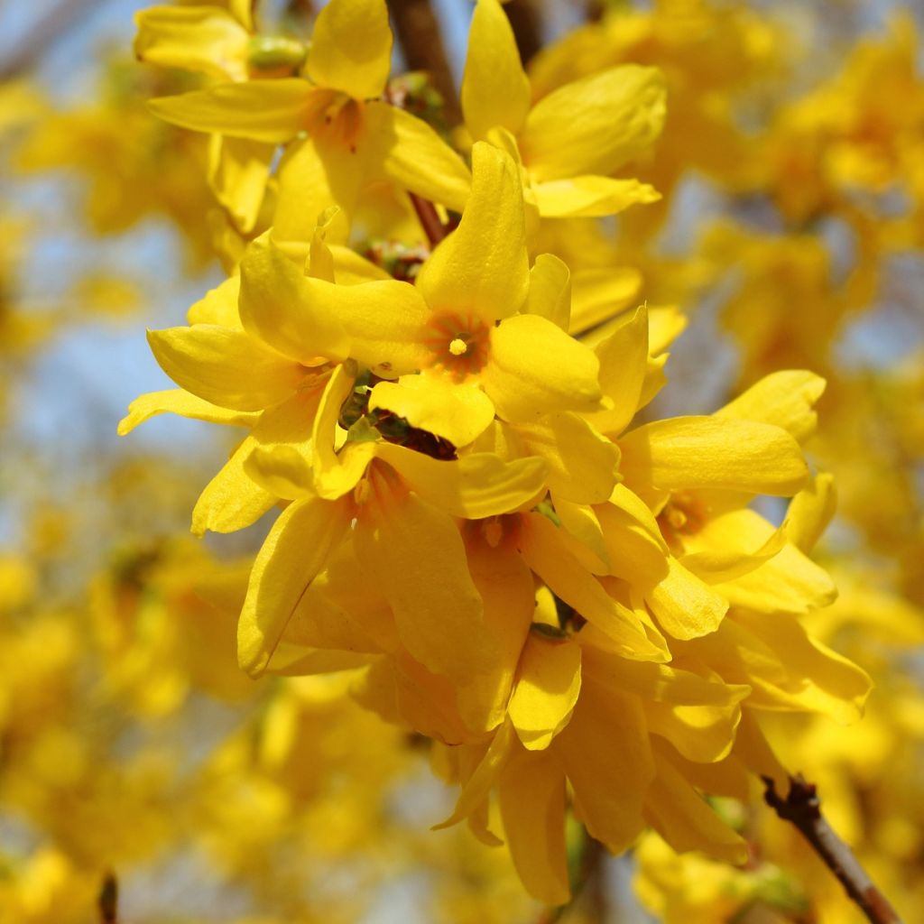 Forsythia intermedia - Forsizia