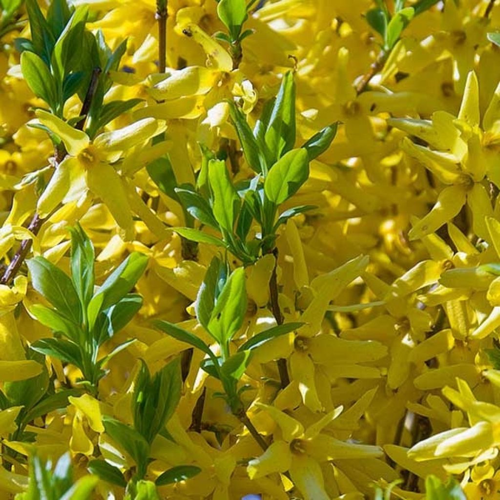 Forsythia intermedia - Forsizia