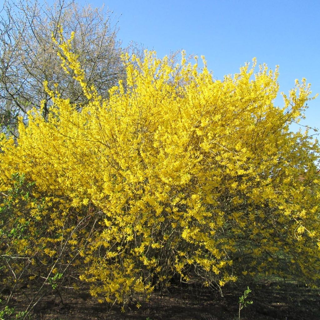 Mimosa de Paris - Forsythia x intermedia Gold Rausch