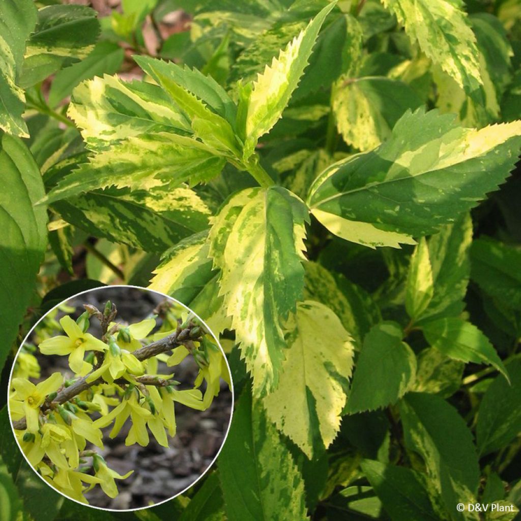 Forsythia x intermedia Variegata - Mimosa de Paris panaché