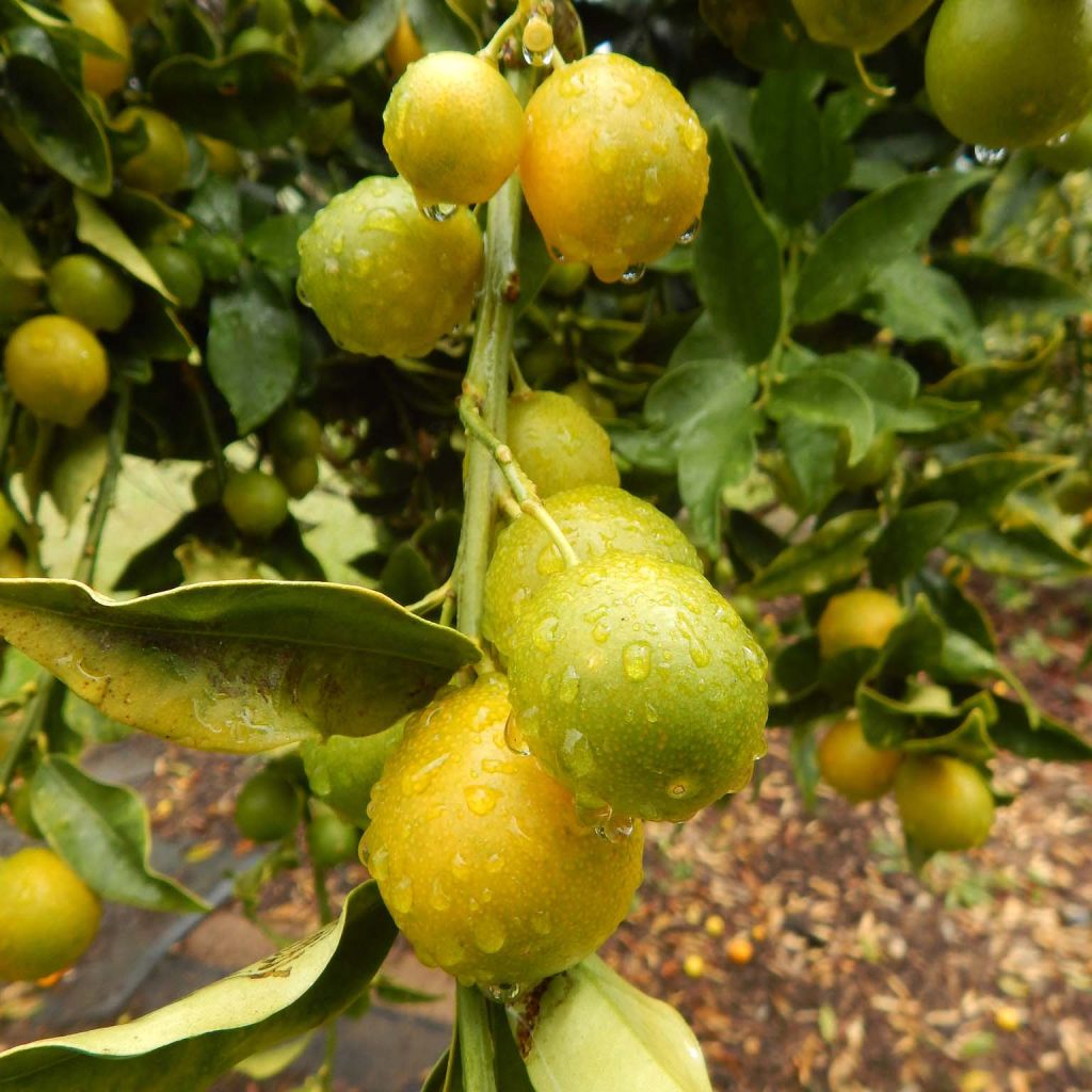 Kumquat - Fortunella japonica