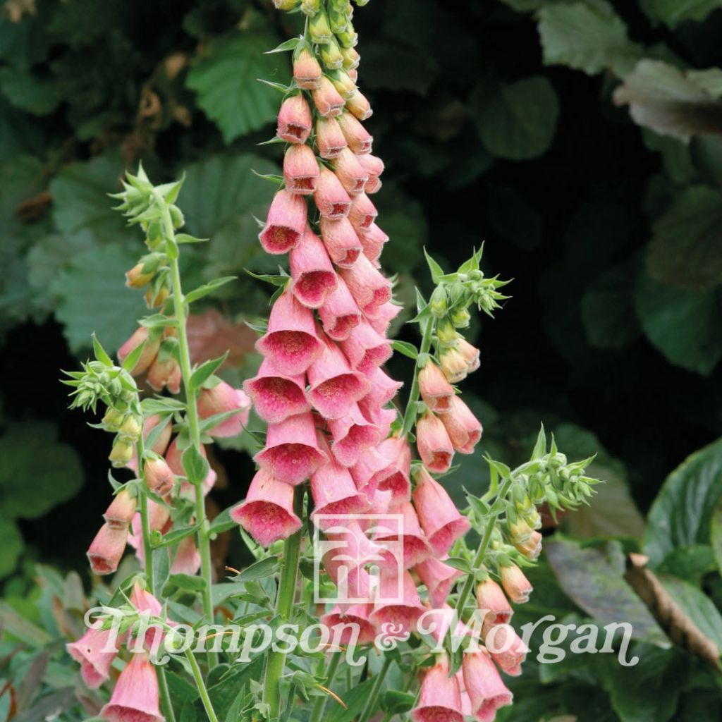 Digitalis mertonensis Summer King (semi) - Digitale