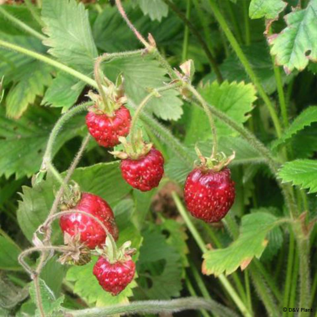 Fragola moscata