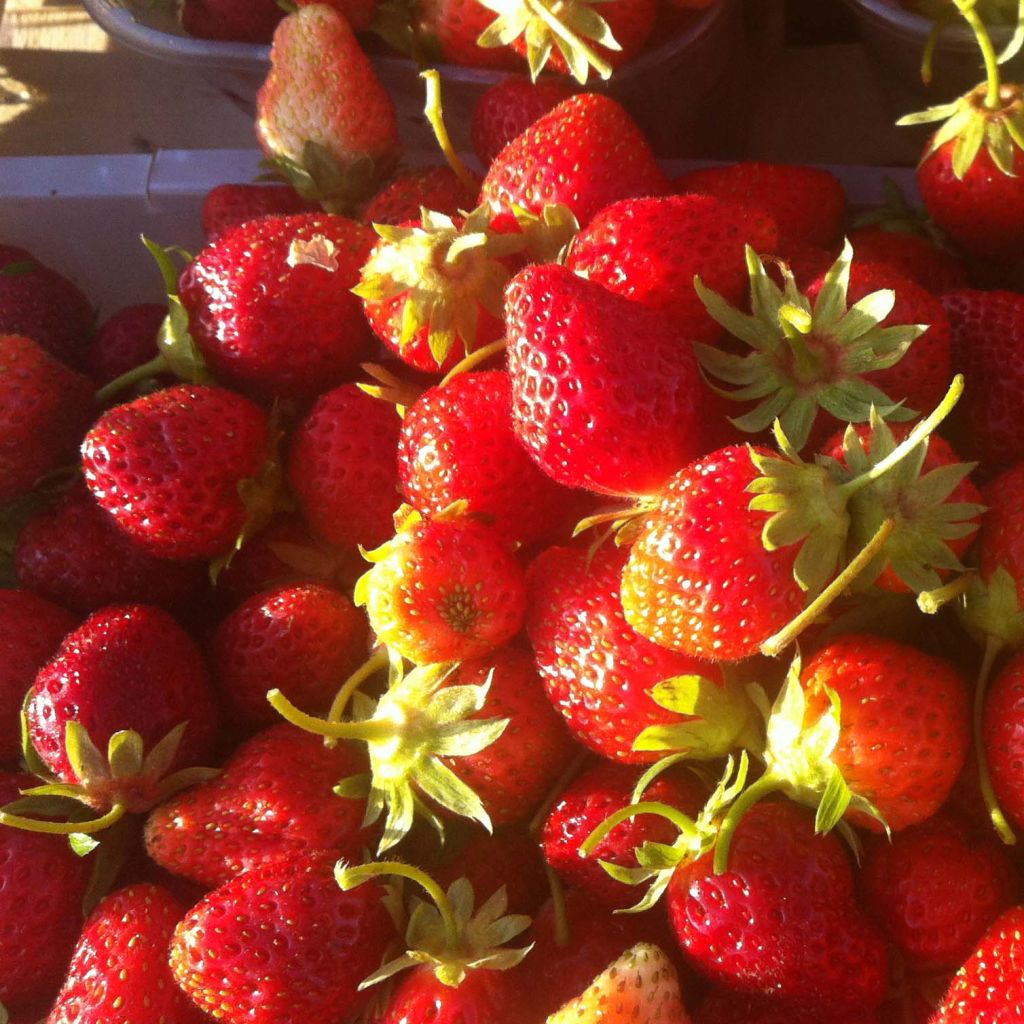 Fragola rifiorente Anaïs (in vasetto ø 7 cm)