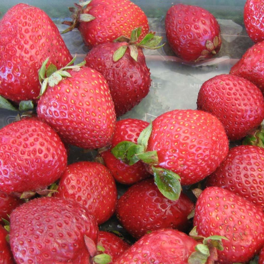 Fragola rifiorente Cijosée