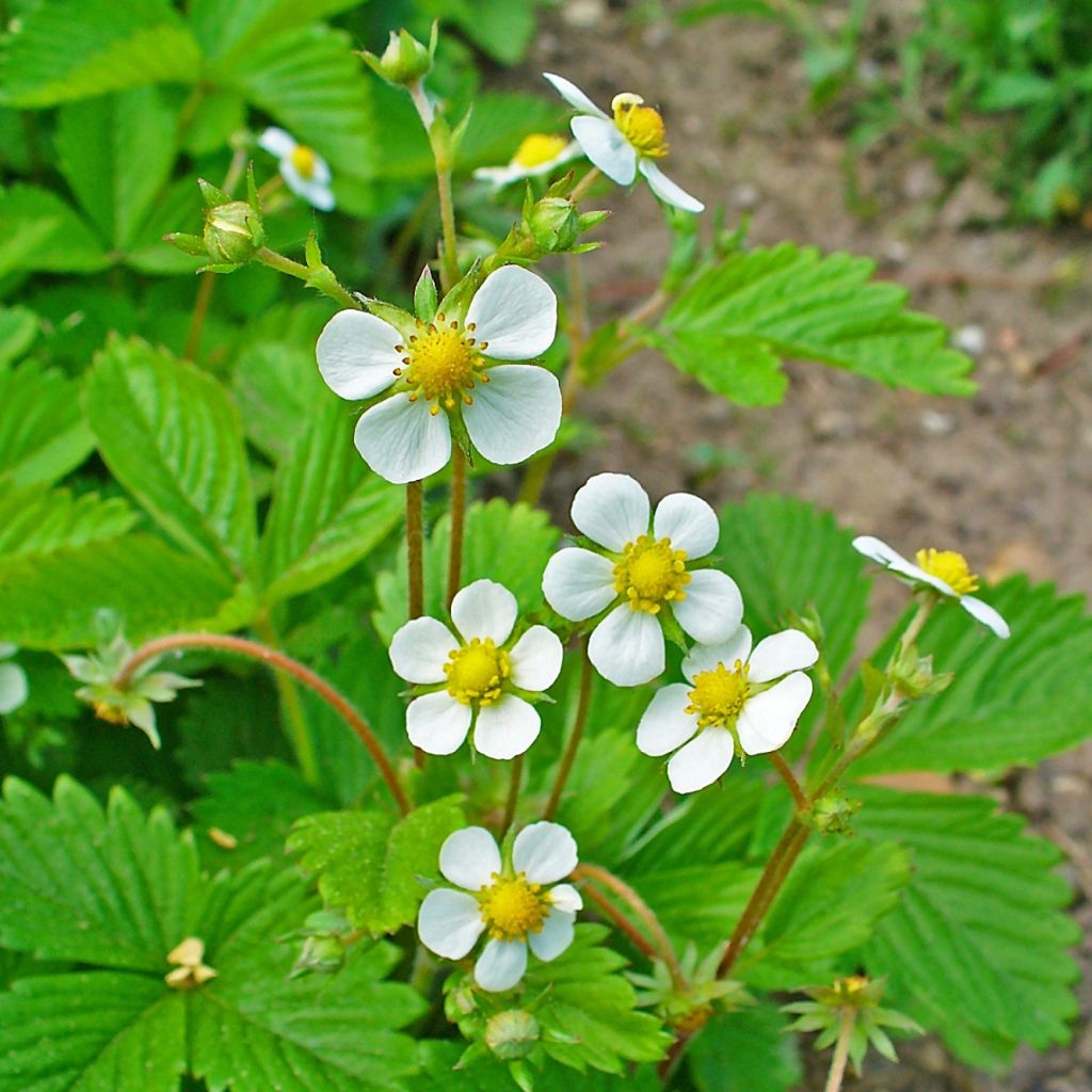 Fraisier des bois Bio