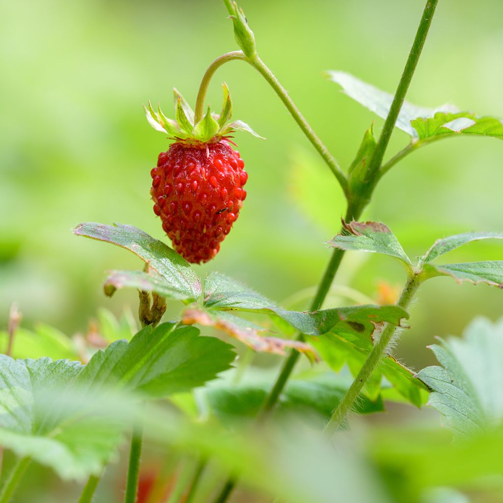 Fragola di bosco Reine des Vallées Bio