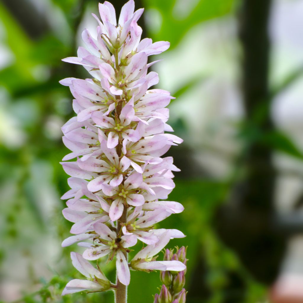 Francoa appendiculata