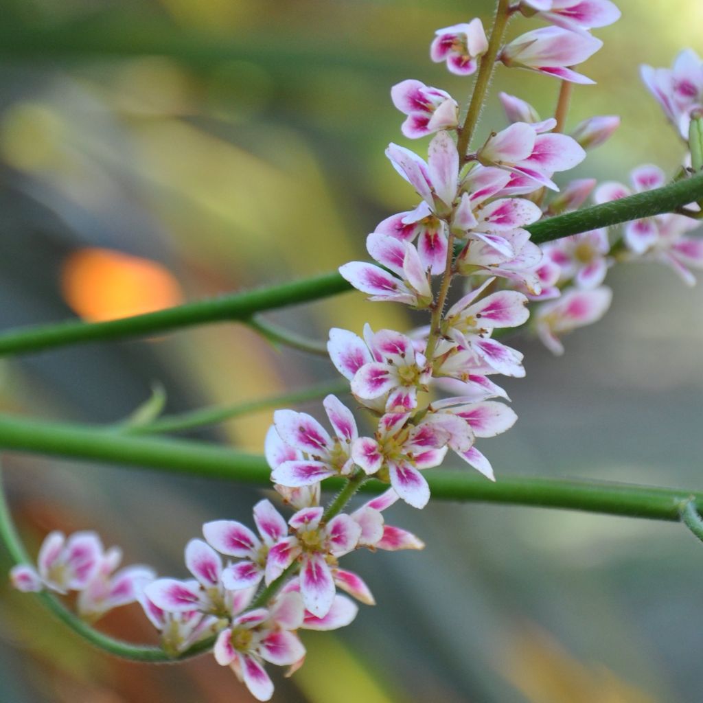 Francoa sonchifolia