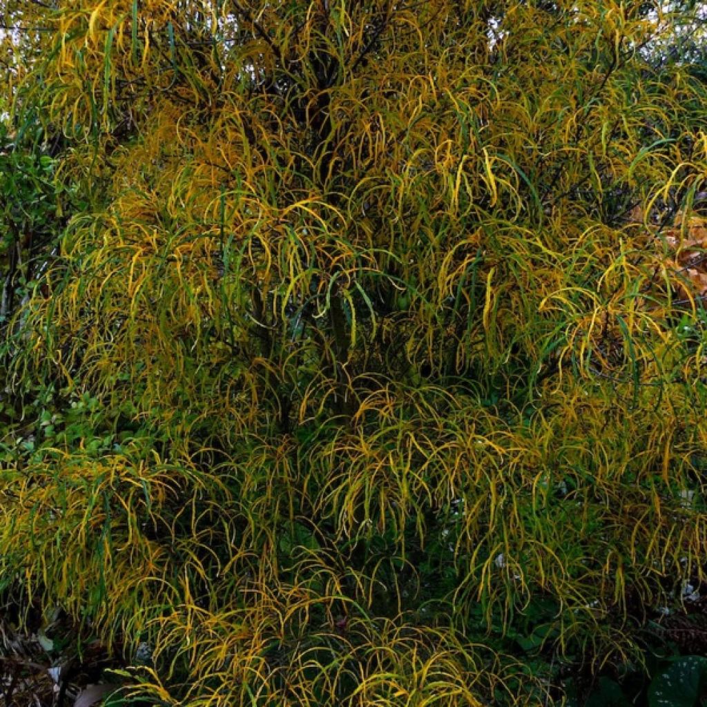 Rhamnus frangula Asplenifolia - Frangola