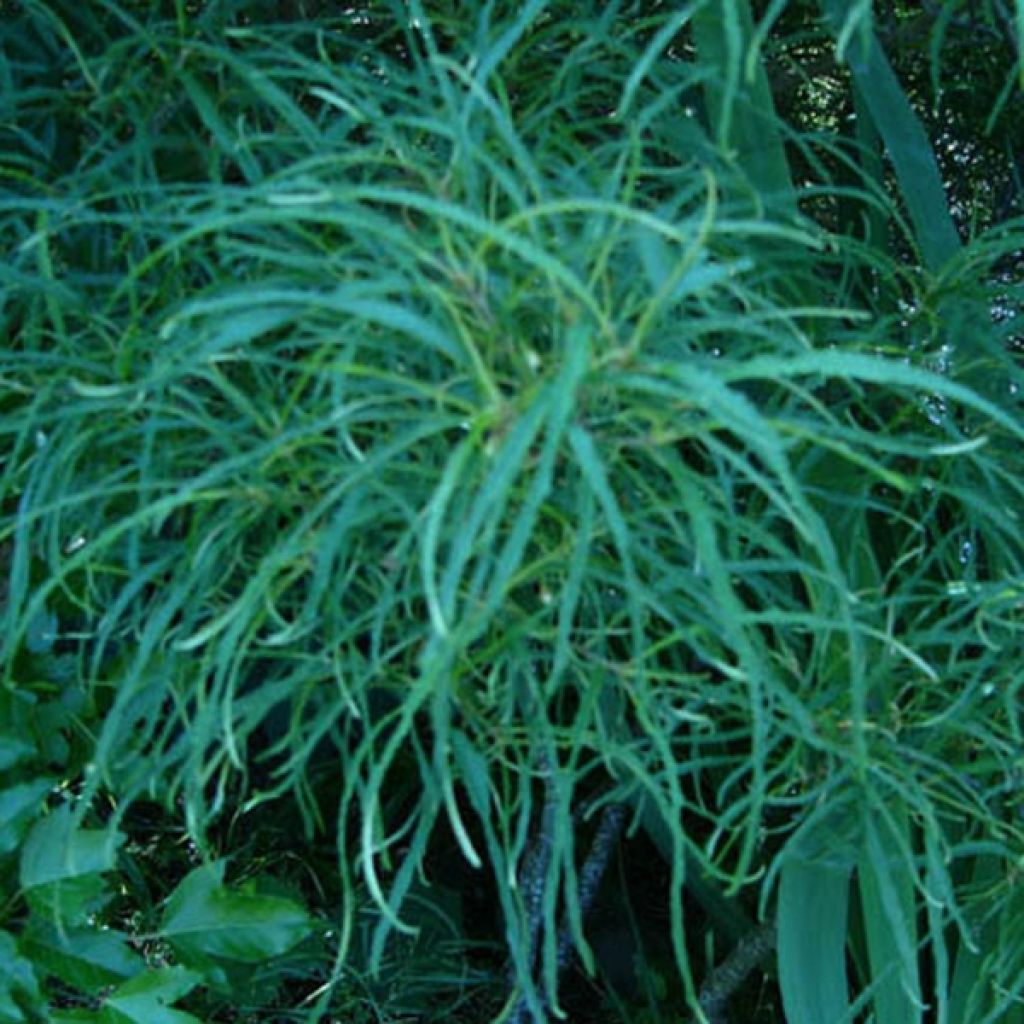 Rhamnus frangula Asplenifolia - Frangola