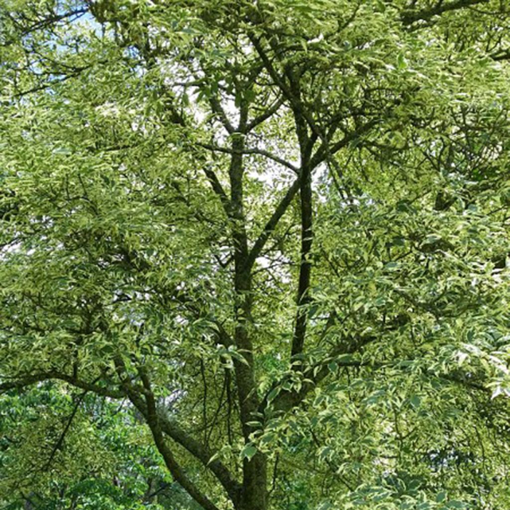 Fraxinus excelsior Argenteovariegata - Frassino maggiore