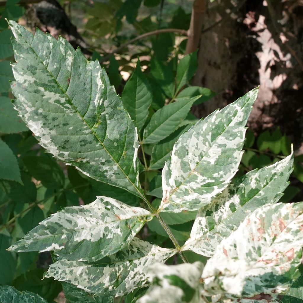 Fraxinus excelsior Crispa Variegata - Frassino maggiore