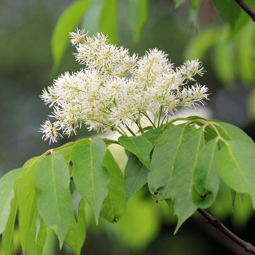 Fraxinus ornus - Frêne à fleurs, Orne