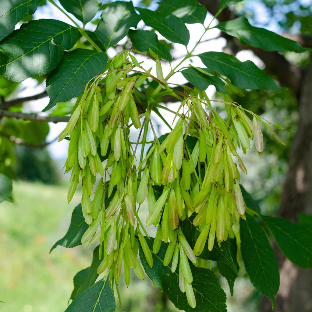 Fraxinus ornus - Frêne à fleurs, Orne