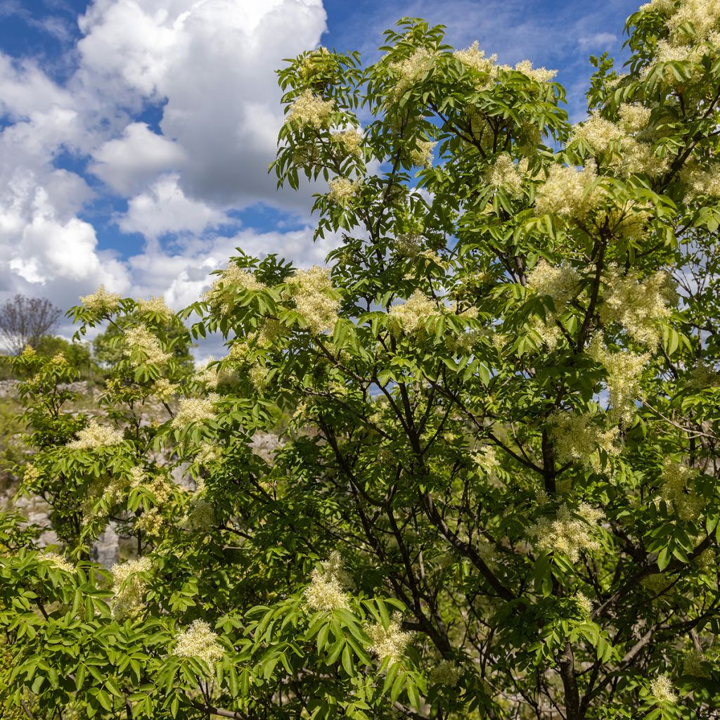 Fraxinus ornus - Frêne à fleurs, Orne