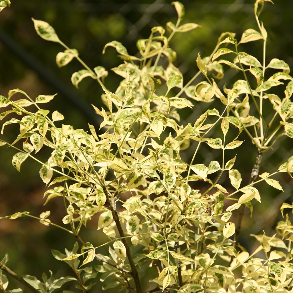 Fraxinus pennsylvanica Argenteomarginata