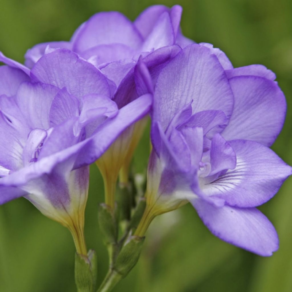 Freesia Double Bleu