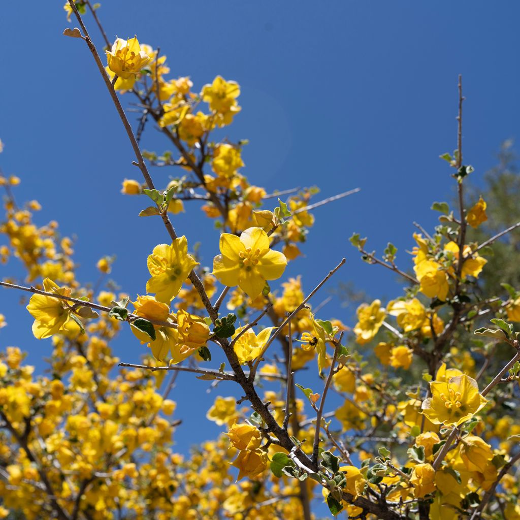 Fremontodendron californicum - Fremontia de Californie