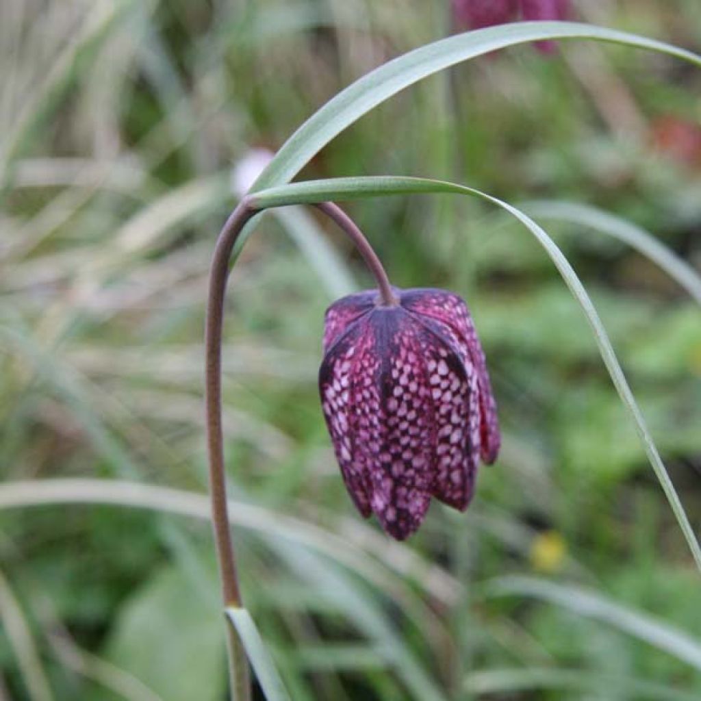 Fritillaria meleagris - Bossolo dei dadi