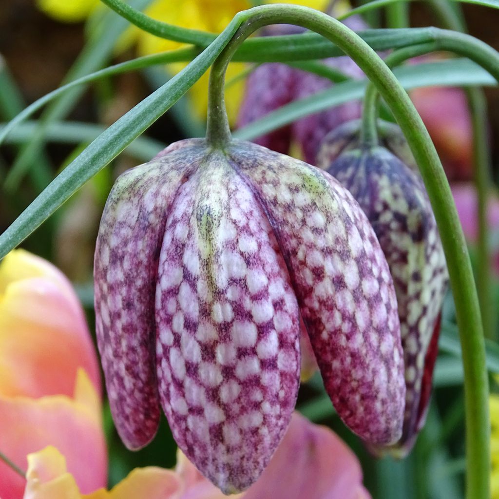 Fritillaria meleagris - Bossolo dei dadi