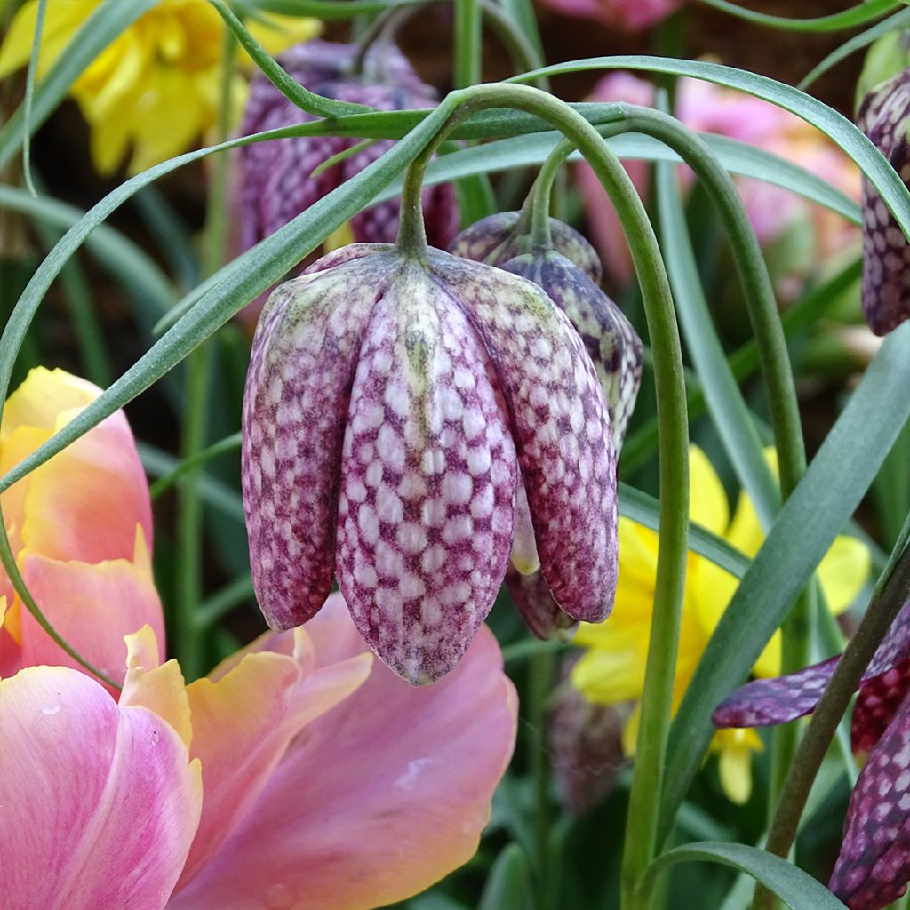 Fritillaria meleagris - Bossolo dei dadi