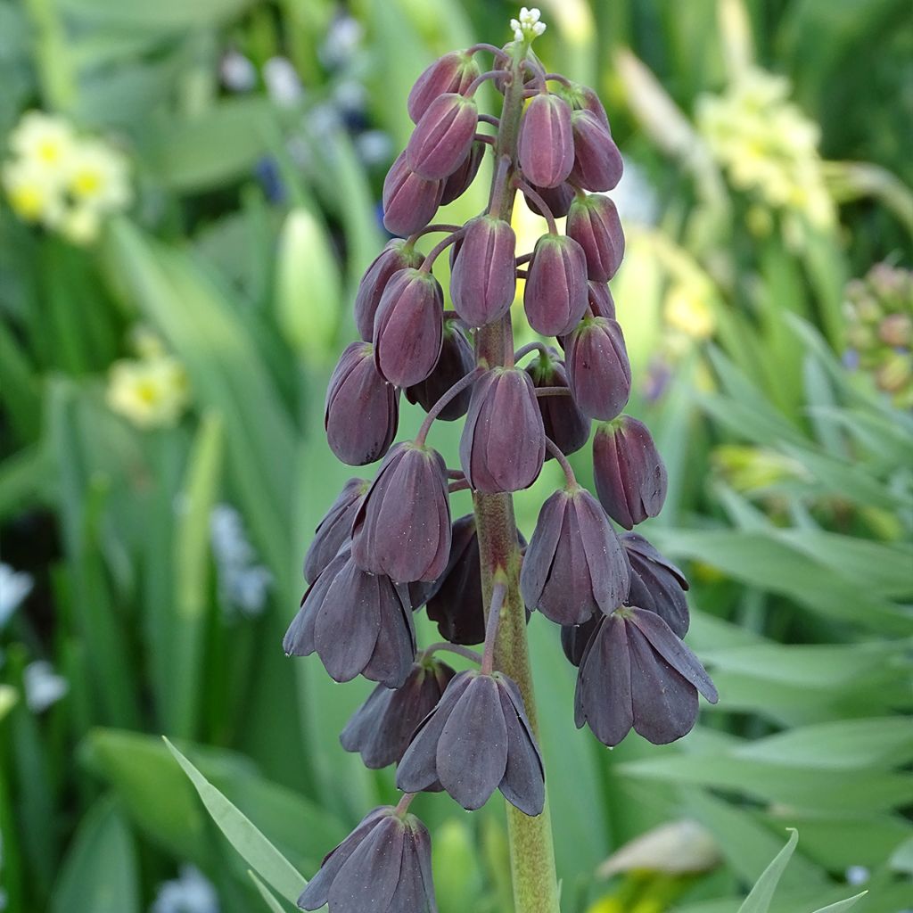 Fritillaria persica Adiyaman - Meleagride persiana