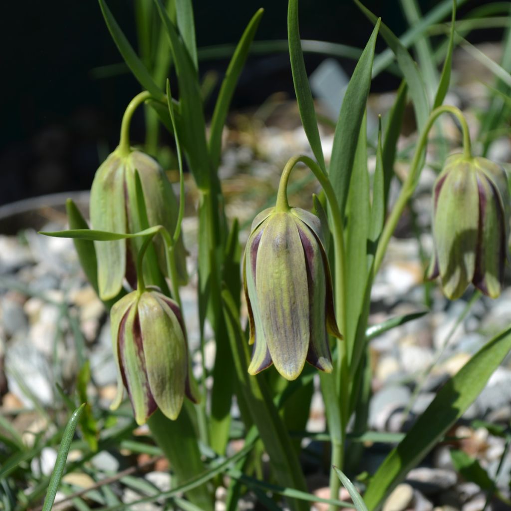 Fritillaire hermonis ssp. amana