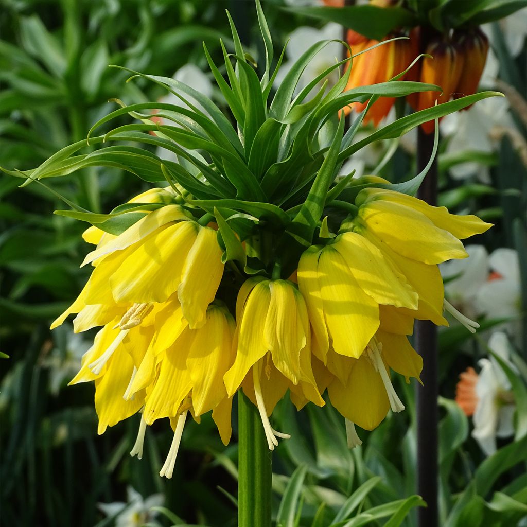 Fritillaria imperialis Lutea - Corona imperiale