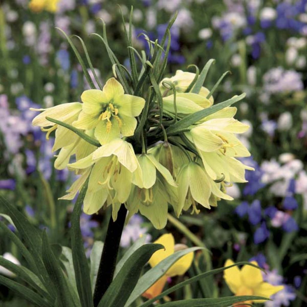 Fritillaire imperialis Raddeana - Couronne impériale