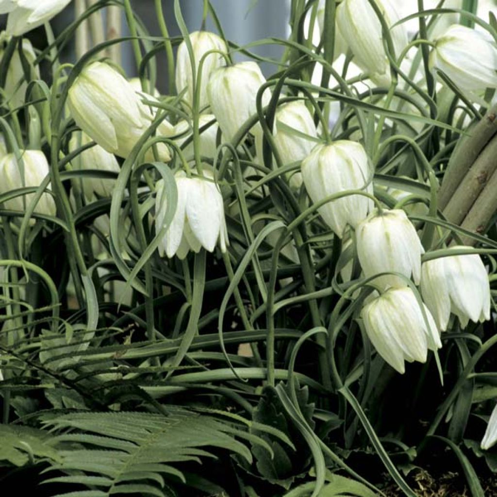 Fritillaire Méléagris Blanches