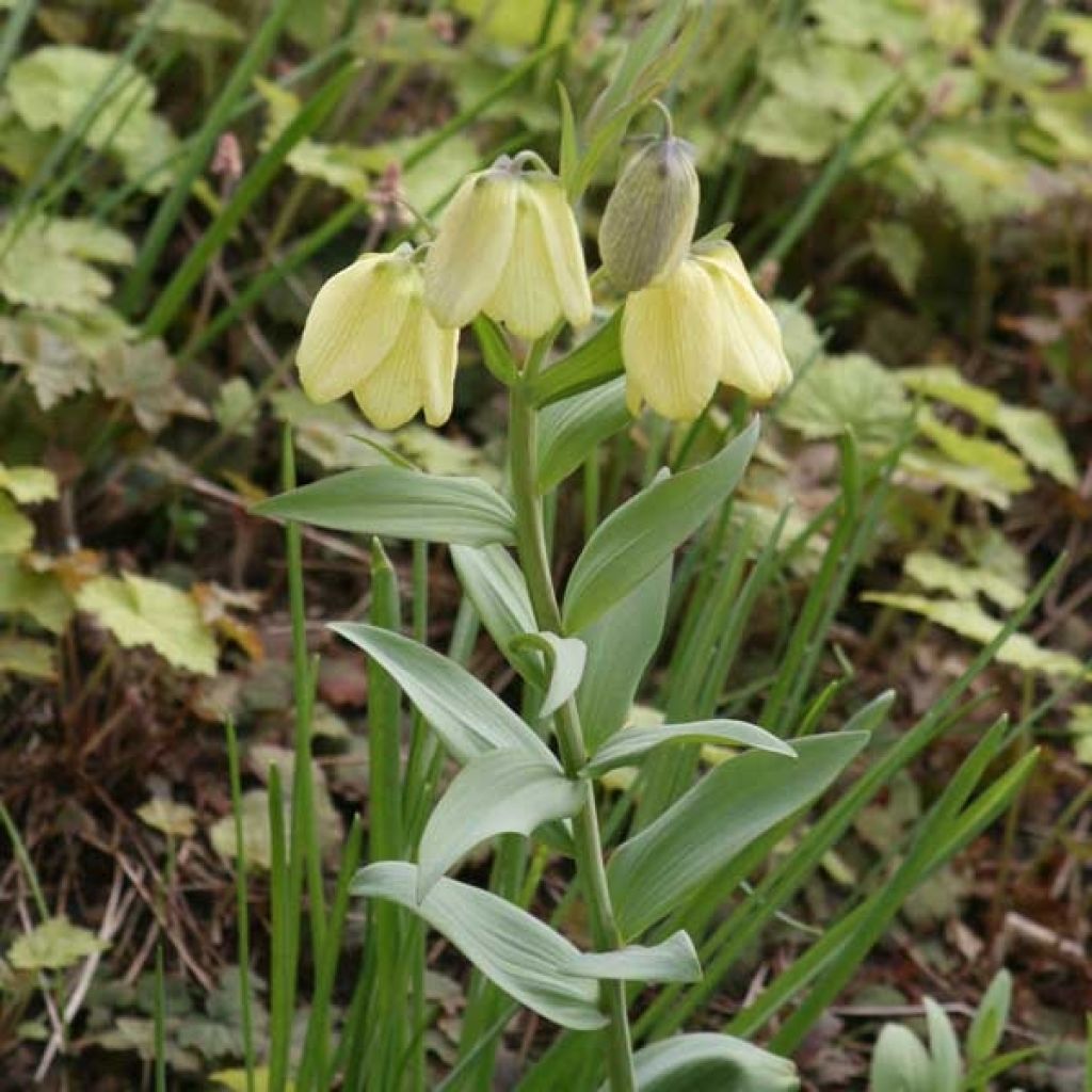 Fritillaria pallidiflora