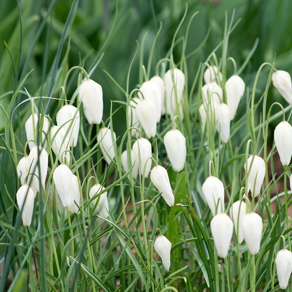 Fritillaire pintade - Fritillaria meleagris Alba