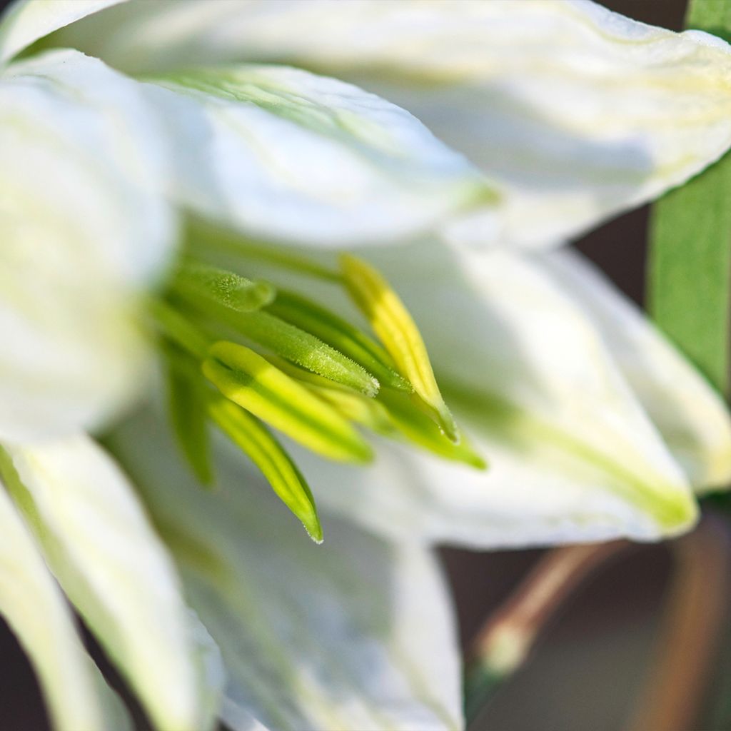 Fritillaire pintade - Fritillaria meleagris Alba