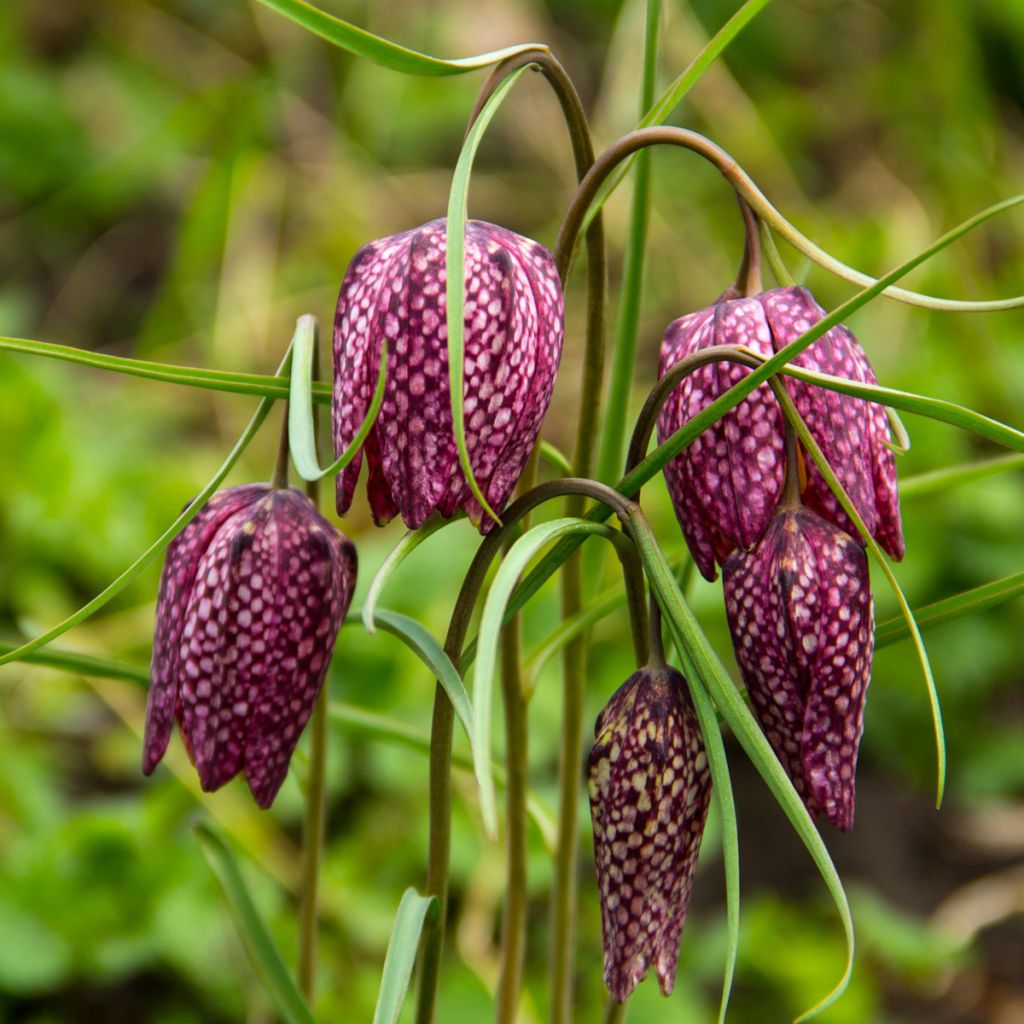 Fritillaria meleagris - Bossolo dei dadi