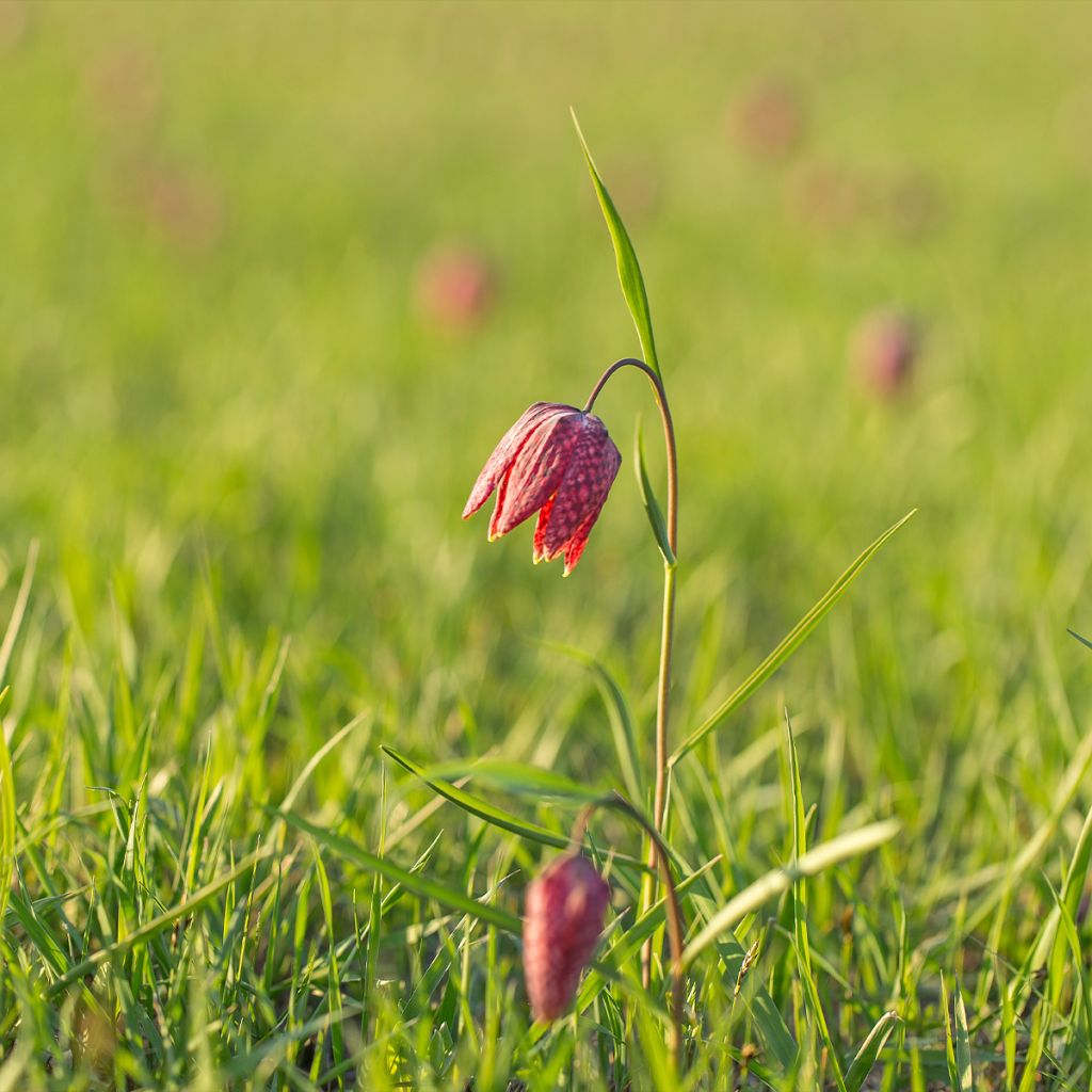 Fritillaria meleagris - Bossolo dei dadi