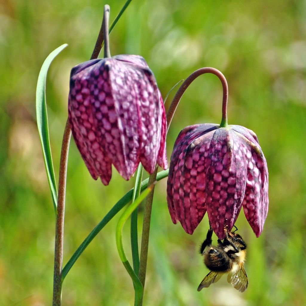 Fritillaria meleagris - Bossolo dei dadi